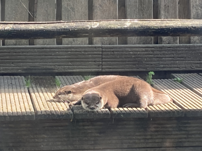 Otter