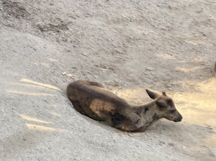 Rentierkalb