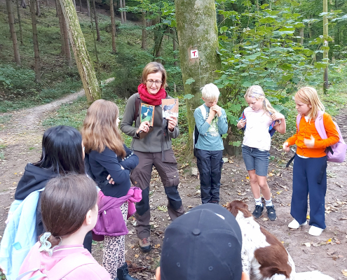Wald 3a 1