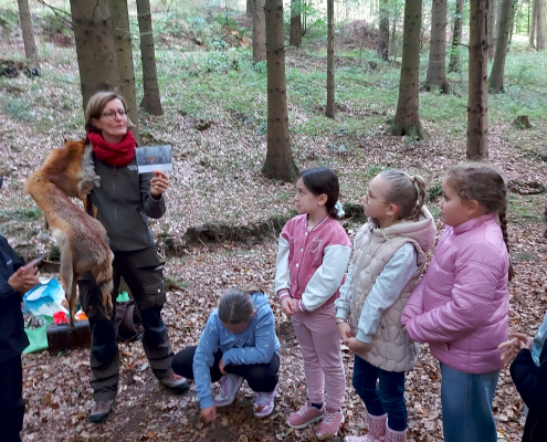 Wald 3a 5